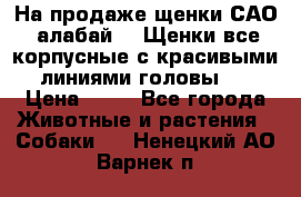 На продаже щенки САО (алабай ). Щенки все корпусные с красивыми линиями головы . › Цена ­ 30 - Все города Животные и растения » Собаки   . Ненецкий АО,Варнек п.